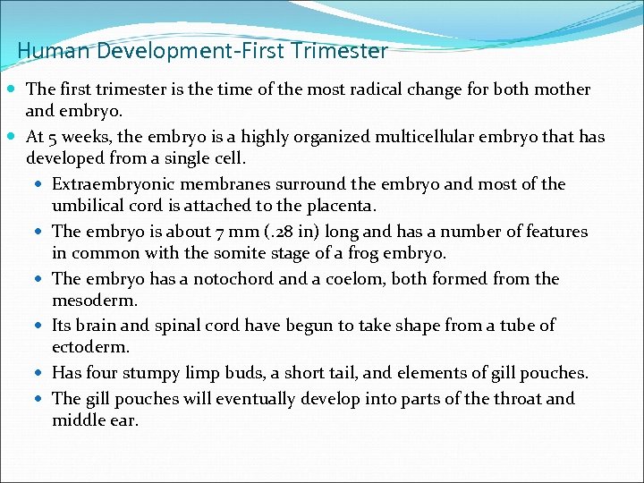 Human Development-First Trimester The first trimester is the time of the most radical change