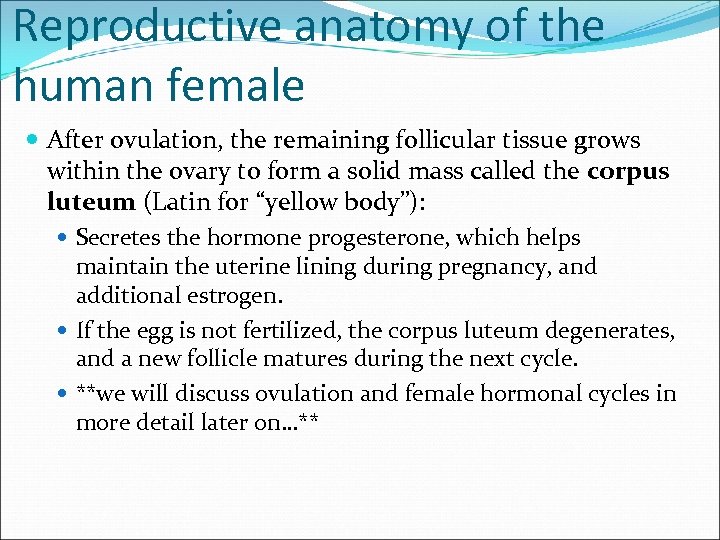 Reproductive anatomy of the human female After ovulation, the remaining follicular tissue grows within