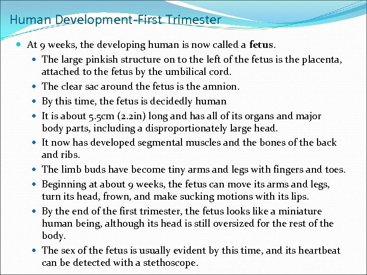 Human Development-First Trimester At 9 weeks, the developing human is now called a fetus.