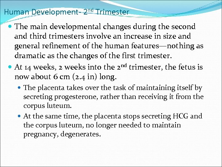 Human Development- 2 nd Trimester The main developmental changes during the second and third