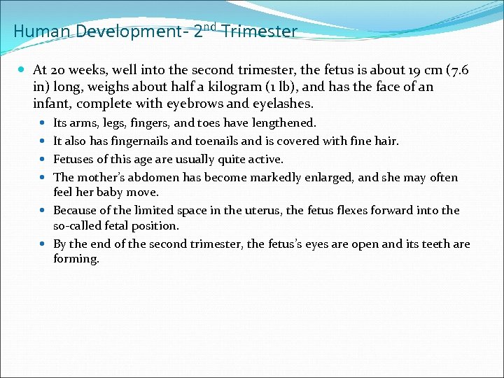 Human Development- 2 nd Trimester At 20 weeks, well into the second trimester, the