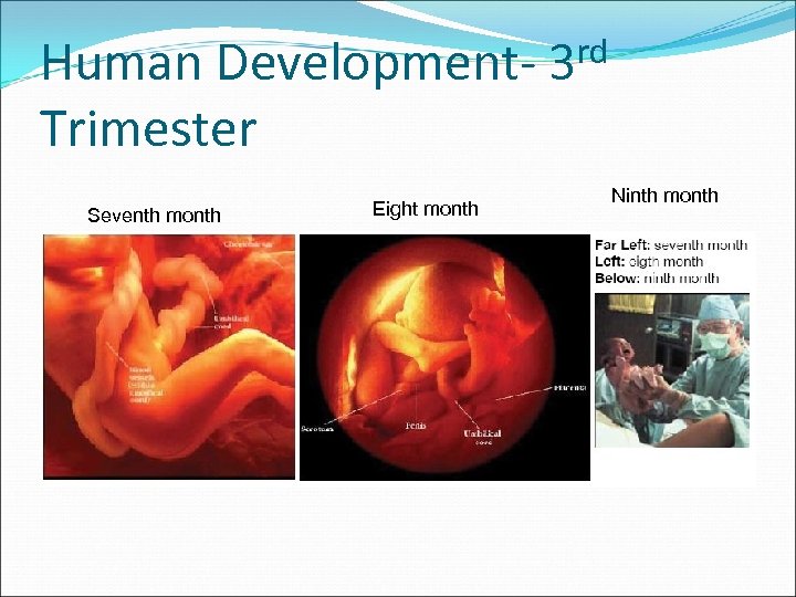 Human Development. Trimester Seventh month Eight month rd 3 Ninth month 