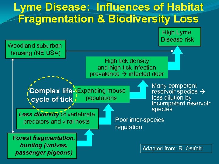 Lyme Disease: Influences of Habitat Fragmentation & Biodiversity Loss High Lyme Disease risk Woodland