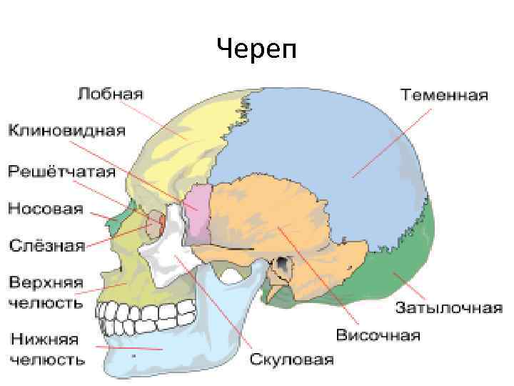 Череп 