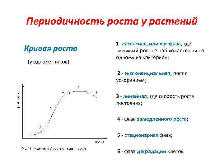 Периодичность роста у растений Кривая роста (у однолетников) 1 - латентная, или лаг-фаза, где