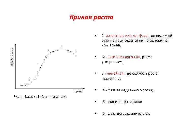 Кривая роста • 1 - латентная, или лаг-фаза, где видимый рост не наблюдается ни