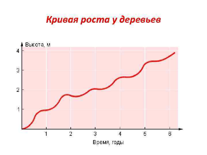 Кривая роста у деревьев 