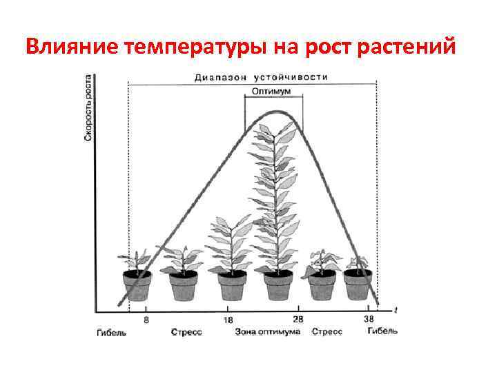 Влияние температуры на рост растений 