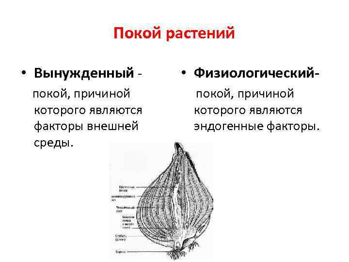 Покой растений • Вынужденный - • Физиологический- покой, причиной которого являются факторы внешней среды.