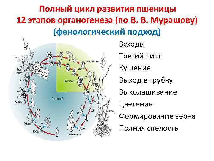 Полный цикл развития пшеницы 12 этапов органогенеза (по В. В. Мурашову) (фенологический подход) •
