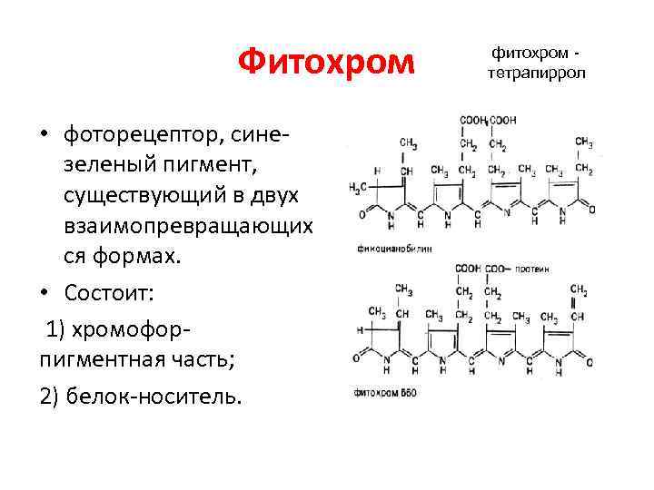 Фитохром • фоторецептор, сине зеленый пигмент, существующий в двух взаимопревращающих ся формах. • Состоит: