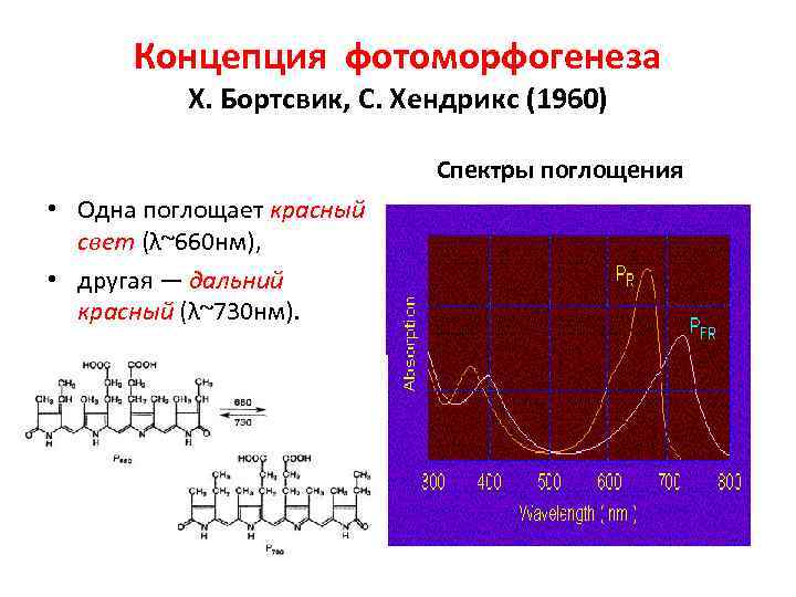 Концепция фотоморфогенеза Х. Бортсвик, С. Хендрикс (1960) Спектры поглощения • Одна поглощает красный свет