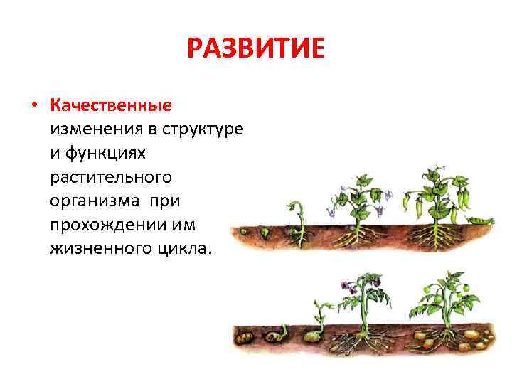 Рост и развитие презентация