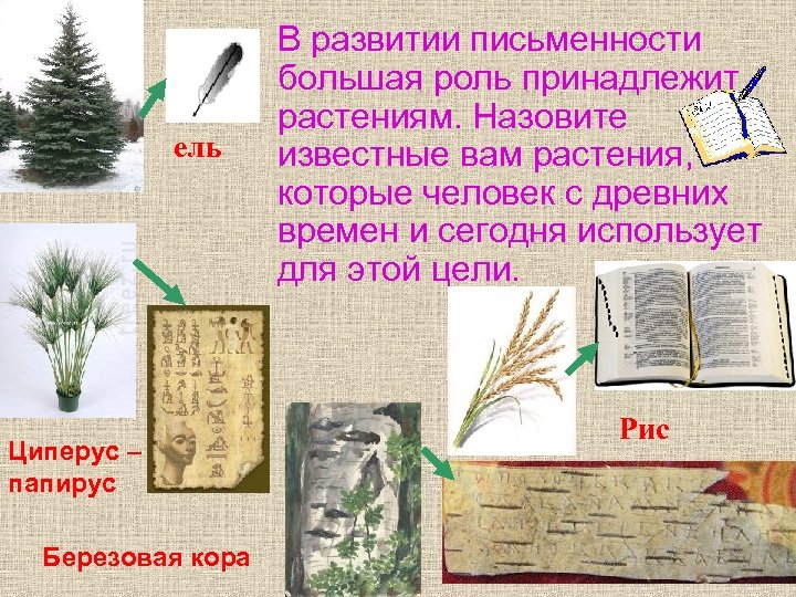  • ель Циперус – папирус Березовая кора В развитии письменности большая роль принадлежит
