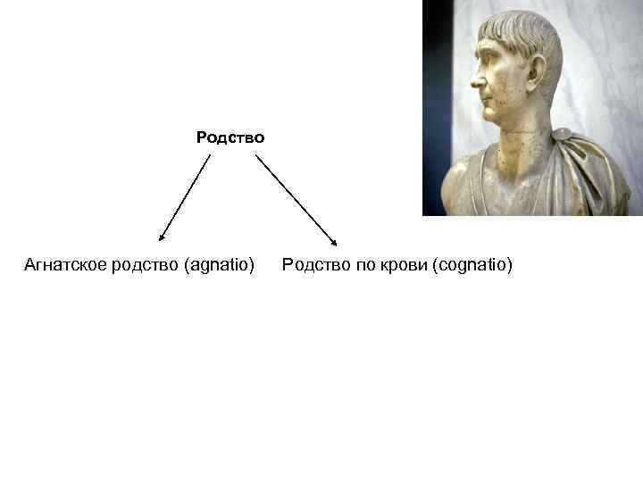  Родство Агнатское родство (agnatio) Родство по крови (cognatio) 