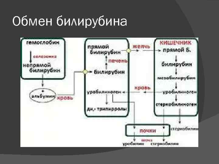 Обмен билирубина 