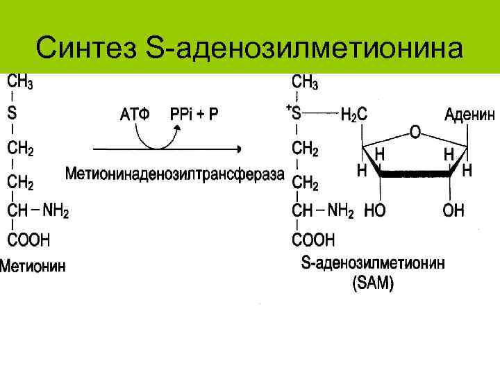 Синтез S-аденозилметионина 