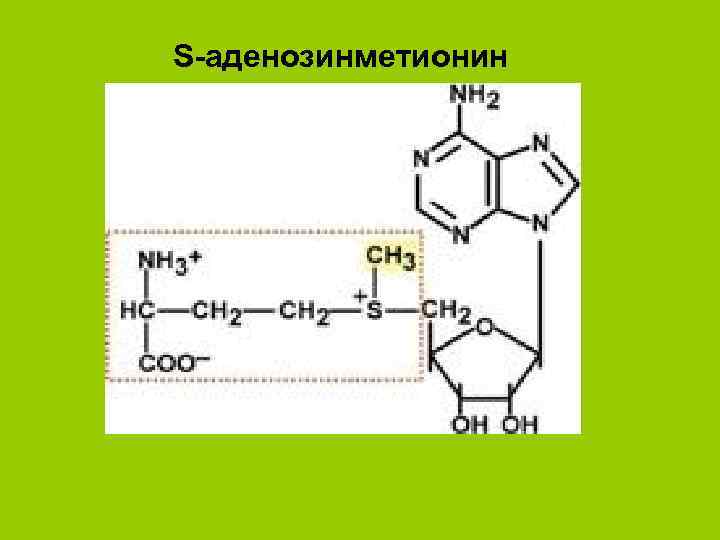 S-аденозинметионин 