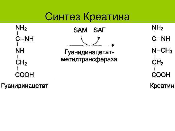 Синтез Креатина 
