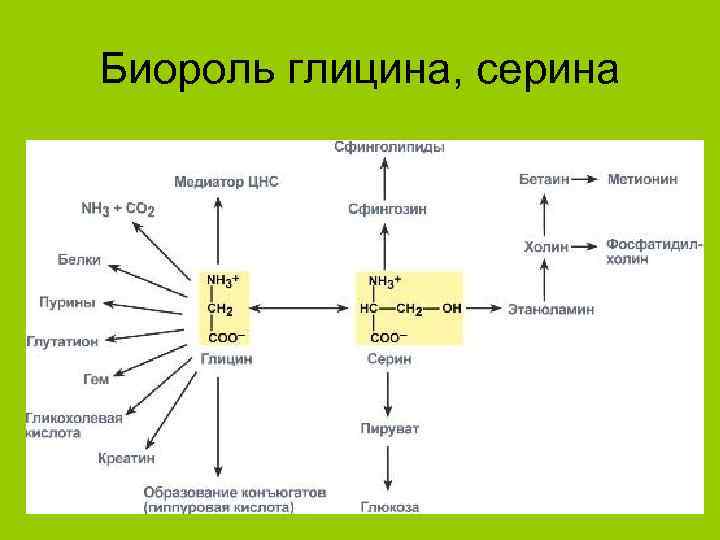 Биороль глицина, серина 