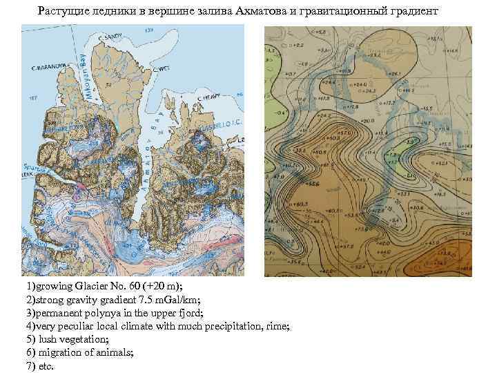Растущие ледники в вершине залива Ахматова и гравитационный градиент 1)growing Glacier No. 60 (+20