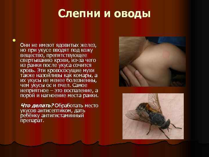 Слепни и оводы l Они не имеют ядовитых желез, но при укусе вводят под