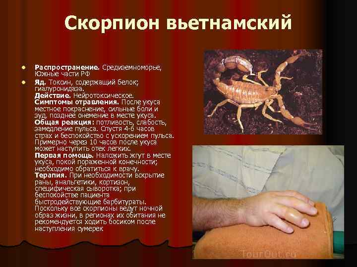 Скорпион вьетнамский l l Распространение. Средиземноморье, Южные части РФ Яд. Токсин, содержащий белок; гиалуронидаза.