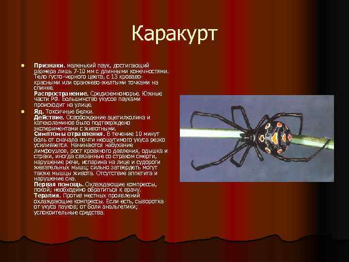 Каракурт l l Признаки. маленький паук, достигающий размера лишь 7 -10 мм с длинными