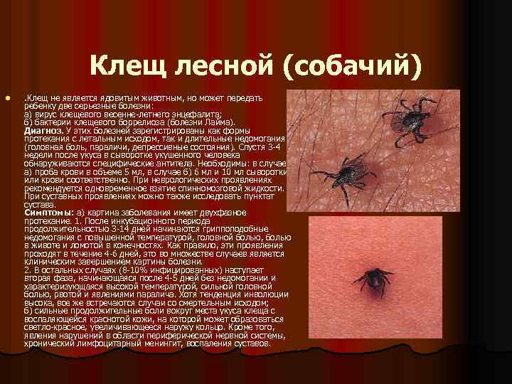 Клещ лесной (собачий) l . Клещ не является ядовитым животным, но может передать ребенку