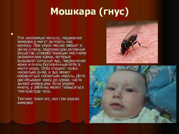 Мошкара (гнус) l Эти насекомые мельче, подвижнее комаров и могут залезать под одежду. При