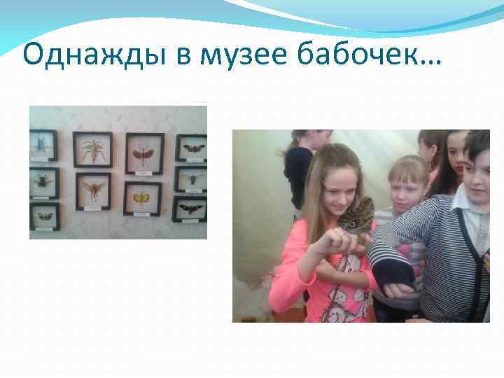 Однажды в музее бабочек… 