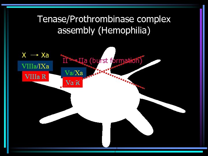 Tenase/Prothrombinase complex assembly (Hemophilia) X Xa VIIIa/IXa VIIIa R II IIa (burst formation) Va/Xa