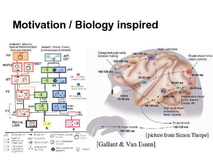 Motivation / Biology inspired 