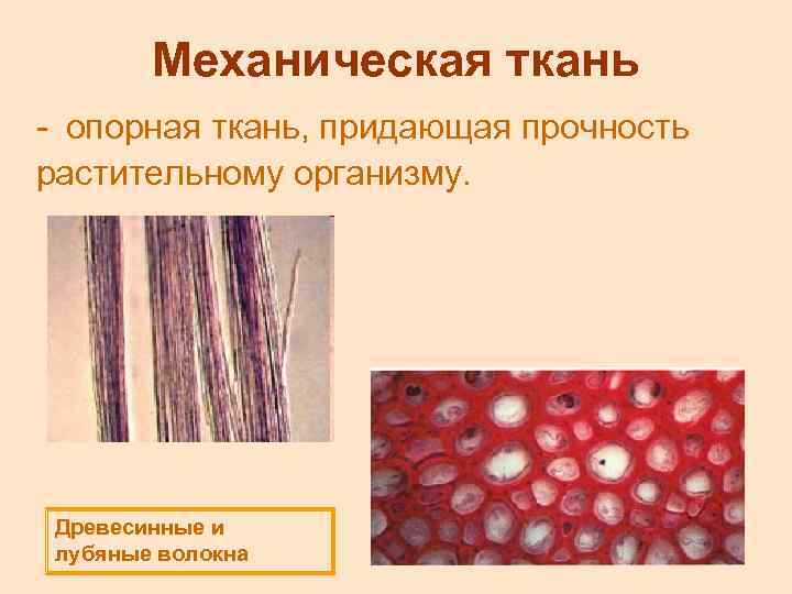 Механическая ткань - опорная ткань, придающая прочность растительному организму. Древесинные и лубяные волокна 