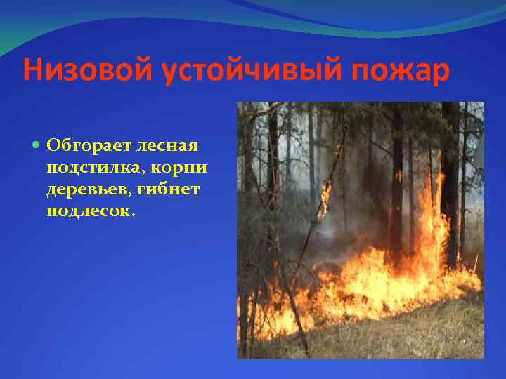 Низовой устойчивый пожар Обгорает лесная подстилка, корни деревьев, гибнет подлесок. 