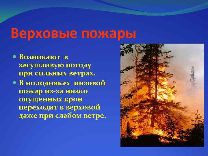 Верховые пожары Возникают в засушливую погоду при сильных ветрах. В молодняках низовой пожар из-за