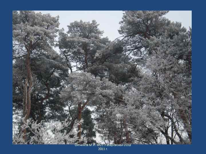 Ситников М. И. МОУ Назаровская ООШ 2011 г. 