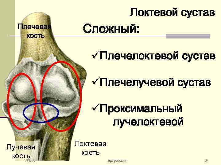 Локтевой сустав схема