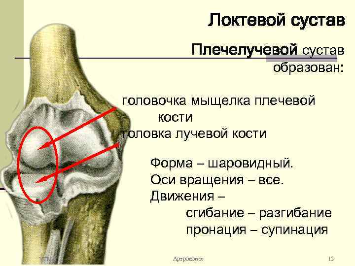 Локтевой сустав Плечелучевой сустав образован: головочка мыщелка плечевой кости головка лучевой кости Форма –