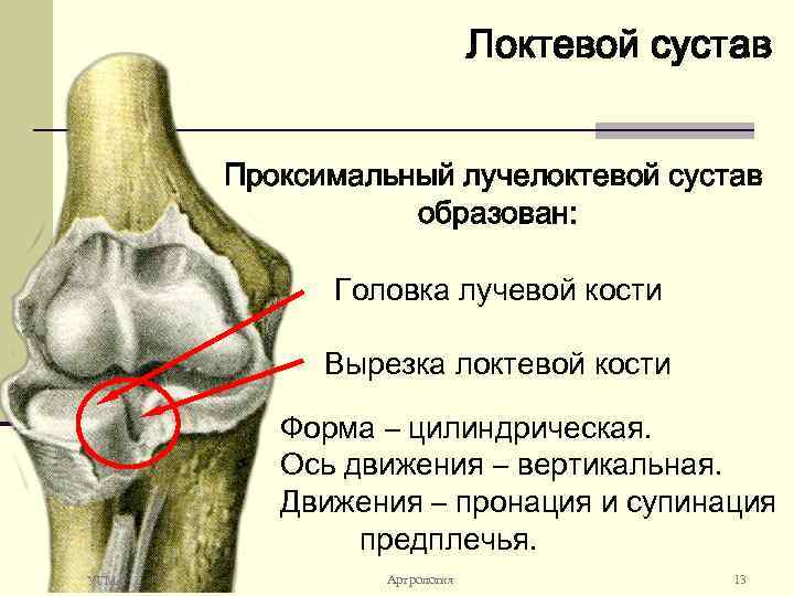 Локтевой сустав Проксимальный лучелоктевой сустав образован: Головка лучевой кости Вырезка локтевой кости Форма –