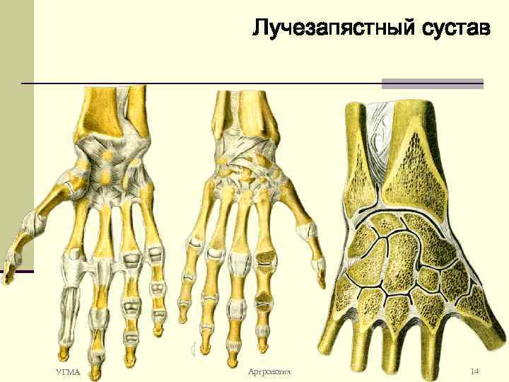 Лучезапястный сустав УГМА Артрология 14 