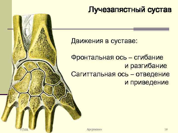 Запястный сустав