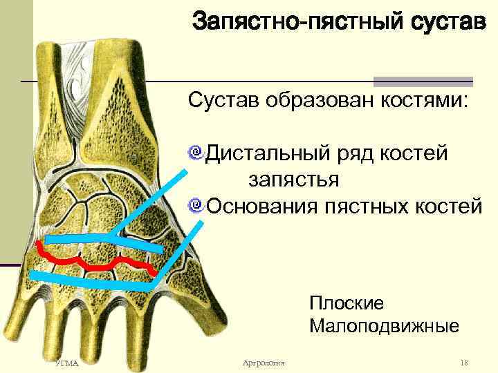 Кости образованы