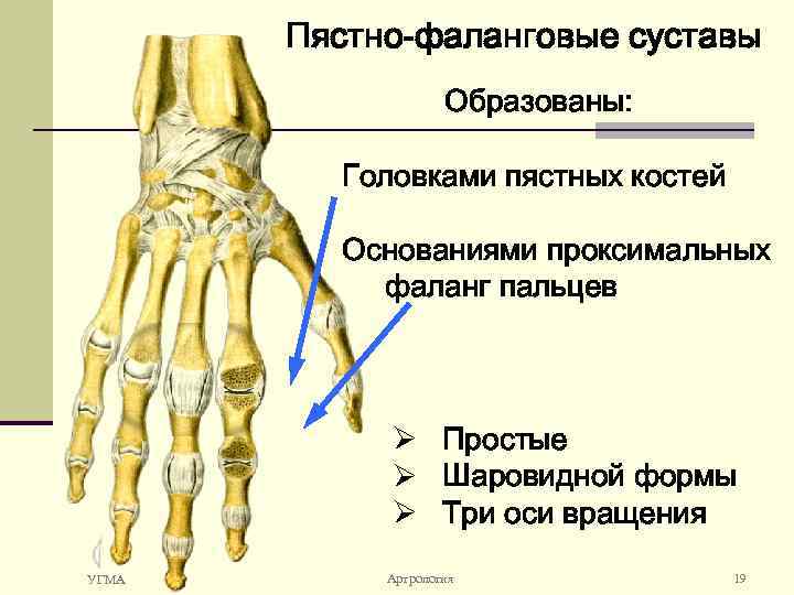 Пястно запястный сустав