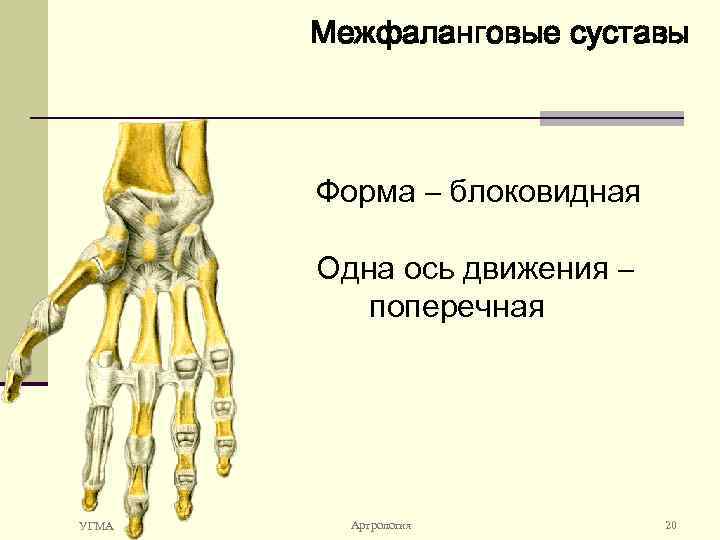 Оси движения суставов