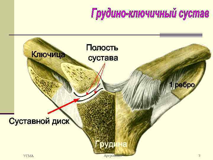 Ключица Полость сустава 1 ребро Суставной диск Грудина УГМА Артрология 3 