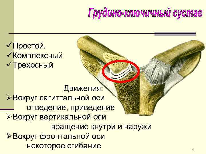 üПростой. üКомплексный üТрехосный Движения: ØВокруг сагиттальной оси отведение, приведение ØВокруг вертикальной оси вращение кнутри