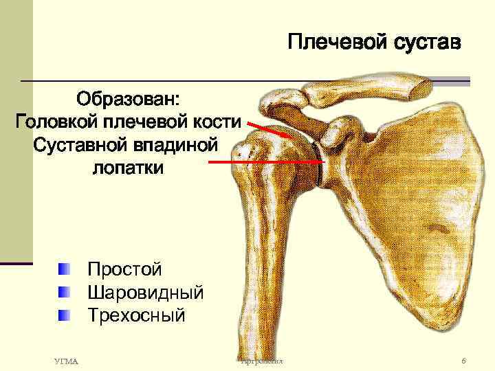 Бедренная плечевая кость это