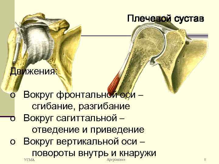 Плечевой сустав Движения: o Вокруг фронтальной оси – сгибание, разгибание o Вокруг сагиттальной –