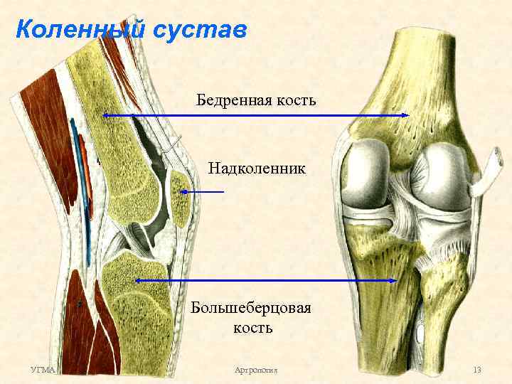 Коленная чашечка рисунок